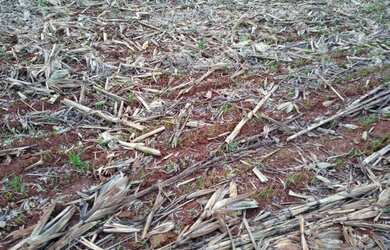 Imagem 14: Linda fazenda na agricultura em Taquarituba - SP