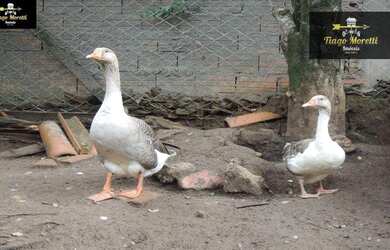 Imagem 11: Chácara Residencial à venda, Jardim Flamboyant III, Boituva -