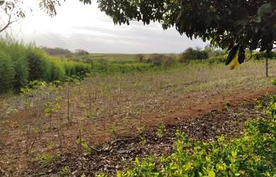 Imagem 10: Arrenda-se sítio em Bernardino De Campos com 7,197492 hectares, ROD....