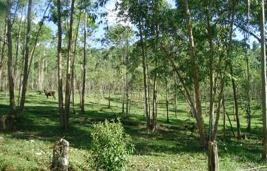 Imagem 13: Sítio para venda no bairro Morro Grande em Bragança Paulista