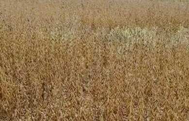 Imagem: A fazenda possui 3500000m² de Área e está localizado em Divinópolis