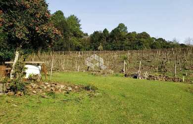Imagem: Vendo chácara com 2 casa e muitas árvores frutíferas na Parada