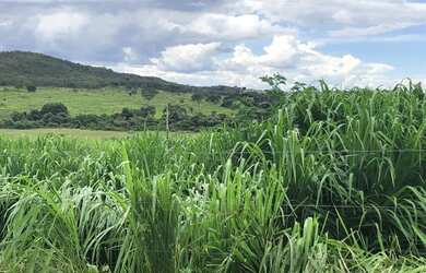 Imagem: A fazenda possui 303m² de Área e está localizado em Cabeceira