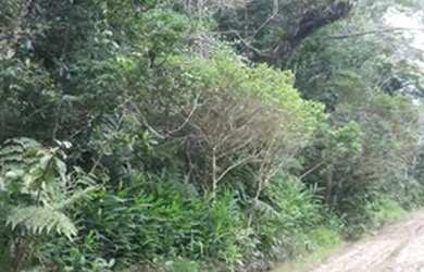 Imagem 6: Terreno para venda com 500 metros quadrados em Guarau - Peruíbe - São Paulo