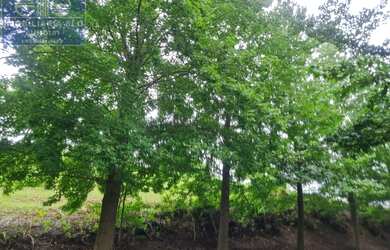 Imagem: O terreno possui 5.000m² de Área e está localizado em Ivoturucaia