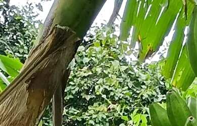 Imagem: A chácara possui 72000m² de Área e está localizado em Bela