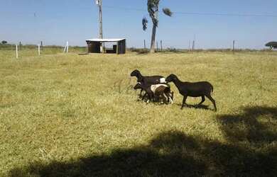 Imagem 7: Fazenda à Venda 472 Hectares Unaí - MG