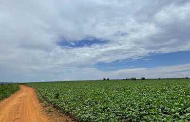 Imagem: A fazenda está localizado em Maracanã, Anápolis à venda