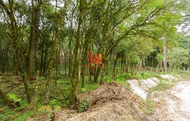 Imagem 7: ALMIRANTE TAMANDARE - Chácara - MARMELEIRO
