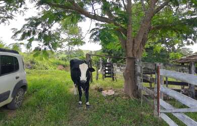 Imagem 9: Sítio 7 Alqueires Cultura em Água Limpa Goiás