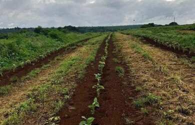 Imagem: A fazenda possui 77m² de Área e está localizado em Centro