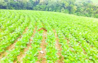 Imagem: A fazenda possui 23.600m² de Área e está localizado em Passaúna