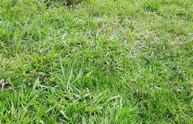 Imagem 11: Sítio 7 Alqueires Cultura em Água Limpa Goiás