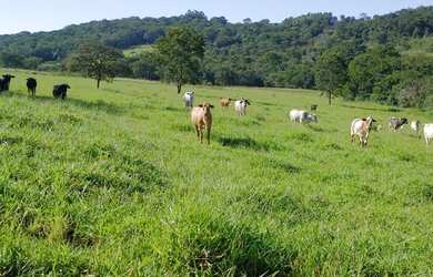 Imagem 6: Sítio / Fazenda 11,8242 ha próxima a Jeriquara- SP