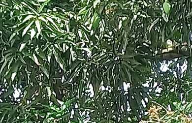 Imagem 7: Aluga-se uma casa em enseadas dos corais em gaibu