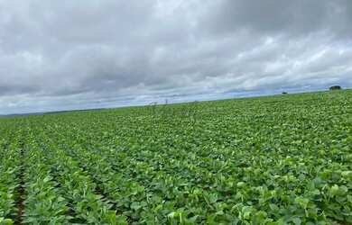 Imagem 4: Fazenda à Venda 472 Hectares Unaí - MG