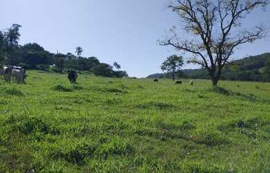 Imagem 12: Sítio / Fazenda 11,8242 ha próxima a Jeriquara- SP