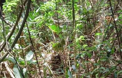 Imagem 15: Terreno 1800 m² topografia aclive leve, na frente poucas árvores, nos...