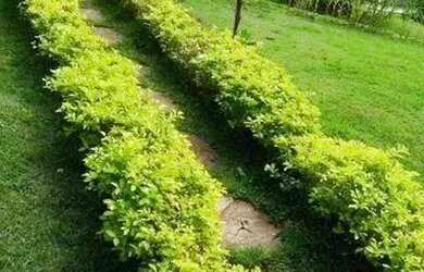 Imagem 3: Condomínio Fechado para Venda em Nova Friburgo, Campo do Coelho, 2 dormitórios,...