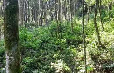 Imagem 10: Área de terra bairro Linha Olinda, Nova Petropólis.RS REF 246