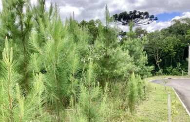 Imagem 9: Terreno - Bairro Dutra. 450m² de Área