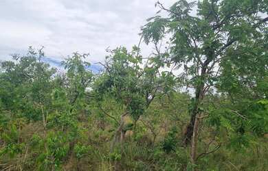 Imagem 13: Fazenda 2.750 hectares valor 8.250.000