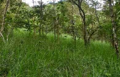 Imagem 10: Terreno 1800 m² topografia aclive leve, na frente poucas árvores, nos...