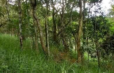 Imagem 9: Terreno 1800 m² topografia aclive leve, na frente poucas árvores, nos...