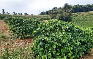 Imagem: A fazenda possui 435.600m² de Área e está localizado em