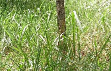 Imagem 6: Terreno 1800 m² topografia aclive leve, na frente poucas árvores, nos...