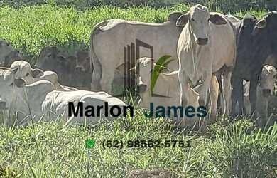 Imagem 7: FAZENDA EM JAUPACI-GO VENDA