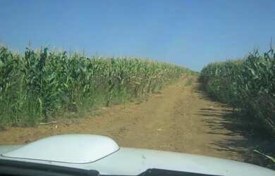 Imagem 16: Fazenda à Venda 472 Hectares Unaí - MG