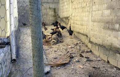 Imagem 13: Casa com 2 quartos à venda em Belo Horizonte