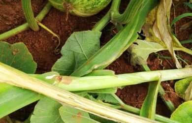 Imagem 11: Chácara 7.300 metros valor 700.000 em unai mg