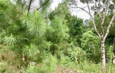 Imagem 3: Terreno - Bairro Dutra. 450m² de Área