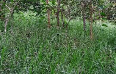 Imagem 4: Terreno 1800 m² topografia aclive leve, na frente poucas árvores, nos...