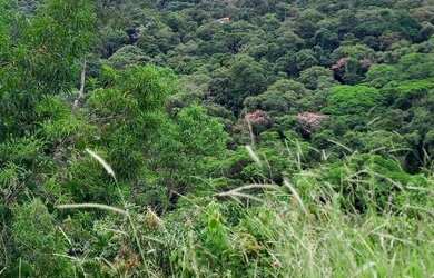 Imagem 8: Terreno 1800 m² topografia aclive leve, na frente poucas árvores, nos...