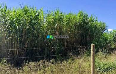 Imagem 11: FAZENDA À VENDA - 100 HECTARES - MORRO DA GARÇA MG