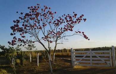 Imagem 8: Fazenda à Venda 472 Hectares Unaí - MG