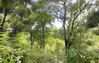 Imagem 3: Área de terra em Gramado