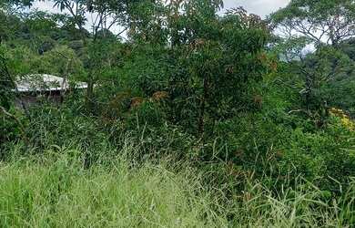 Imagem 12: Terreno 1800 m² topografia aclive leve, na frente poucas árvores, nos...