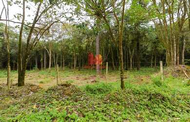 Imagem 4: ALMIRANTE TAMANDARE - Chácara - MARMELEIRO