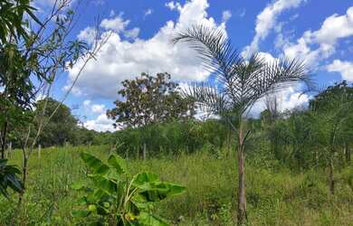 Imagem 16: Sítio 7 Alqueires Cultura em Água Limpa Goiás