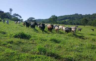 Imagem 10: Sítio / Fazenda 11,8242 ha próxima a Jeriquara- SP