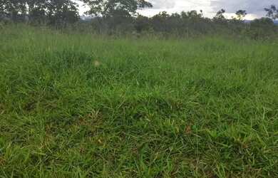 Imagem 5: Fazenda à venda, zona rural, São Miguel do Passa Quatro, GO