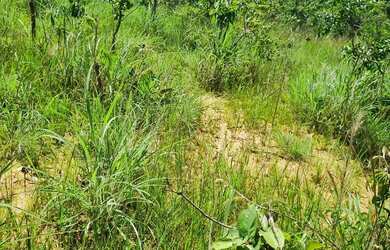 Imagem 13: Sitio 22 hectares valor 195.000