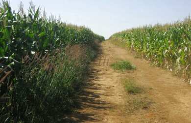 Imagem 6: Fazenda à Venda 472 Hectares Unaí - MG