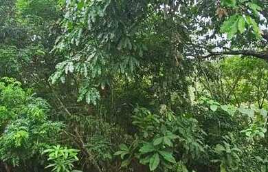 Imagem 3: Terreno em IRANDUBA. 300m² de Área