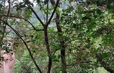 Imagem 1: Terreno 1800 m² topografia aclive leve, na frente poucas árvores, nos...