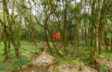 Imagem 6: ALMIRANTE TAMANDARE - Chácara - MARMELEIRO